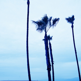 Robert Van Bolderick: 'Venice Beach Blue Palmtrees ll', 2018 Color Photograph, Landscape. Artist Description: Photo of palmtrees, Venice BeachLimited edition...