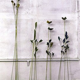Venelin Ivanov: 'flora', 2000 Other Sculpture, Floral. 