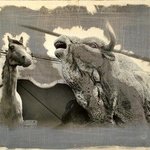 Buffalo And Horse, Vincenzo Montella