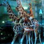 giraffes By Vincenzo Montella