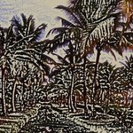 palms By Vincenzo Montella