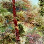 old pine By Vladimir Volosov