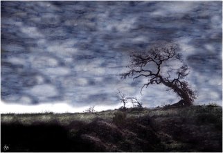 Wayne King: 'California', 2008 Mixed Media Photography, Surrealism.  California Oak in a painted sky. Moody and evocative image  ...