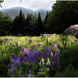 Lupine in the Shadow of Cannon Mountain By Wayne King