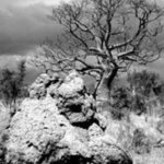 Boab Tree and Termite Mound Derby Western Australia By Wayne Quilliam