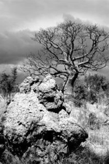 Artist Wayne Quilliam. 'Boab Tree And Termite Mound Derby Western Australia' Artwork Image, Created in 2004, Original Photography Infrared. #art #artist