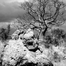 Wayne Quilliam: 'Boab Tree and Termite Mound Derby Western Australia', 2004 Black and White Photograph, Botanical. 