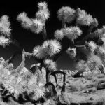Desert By Wayne Quilliam