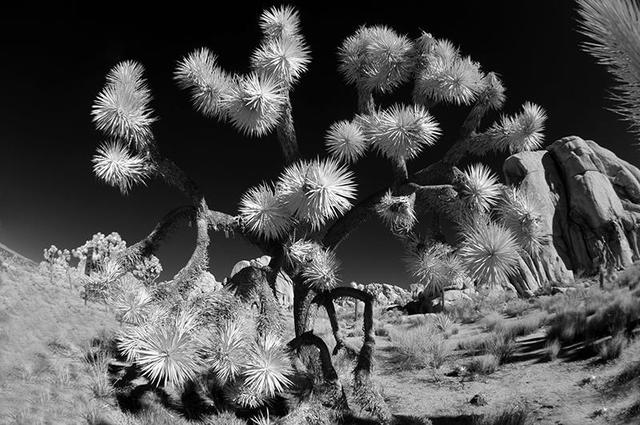 Artist Wayne Quilliam. 'Desert' Artwork Image, Created in 2012, Original Photography Infrared. #art #artist
