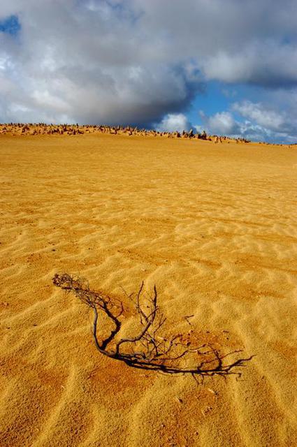 Artist Wayne Quilliam. 'Western Australian Desert' Artwork Image, Created in 2005, Original Photography Infrared. #art #artist