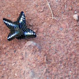 Butterfly, Wira Karmayudha