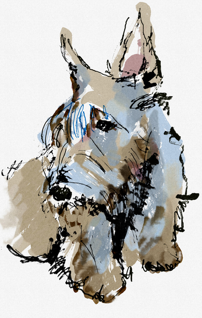 Irina Yazeva  'Scotch Terrier Sketch', created in 2020, Original Digital Painting.