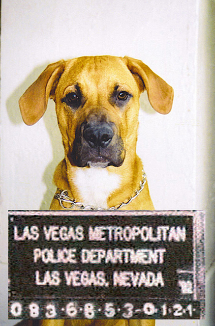 Artist Rickie Dickerson. 'Bad Dog' Artwork Image, Created in 2004, Original Digital Other. #art #artist