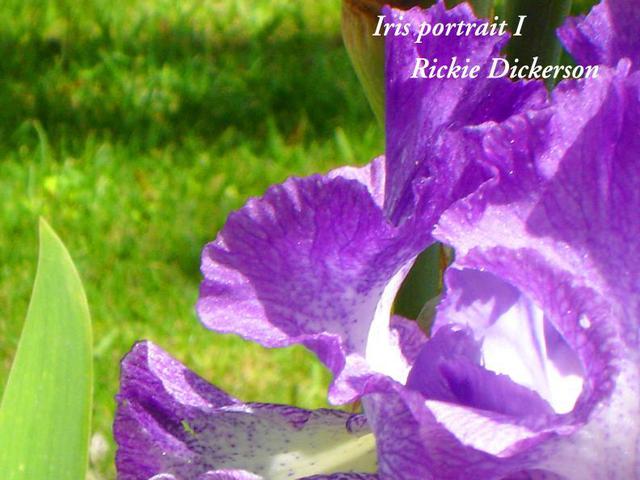 Rickie Dickerson  'Iris Portrait I', created in 2006, Original Digital Other.