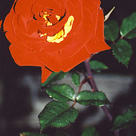 Rickie Dickerson: 'With a Twist', 2004 Color Photograph, Floral. Artist Description: I took this photo at dusk in a local botanical garden. ...