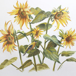 sunflowers By Marsha Bowers