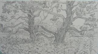 Dana Zivanovits: 'TWO OAKS', 2001 Pencil Drawing, Landscape.   A graphite drawing done in the field with two red oaks. Done on all cotton acid- free Frabriano paper. A signed Zivanovits original....