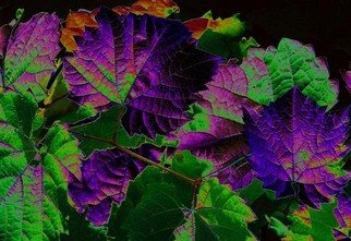 Jeffrey Spahrsummers: 'fall in boulder 1', 2007 Color Photograph, Surrealism.  Fall leaves ...